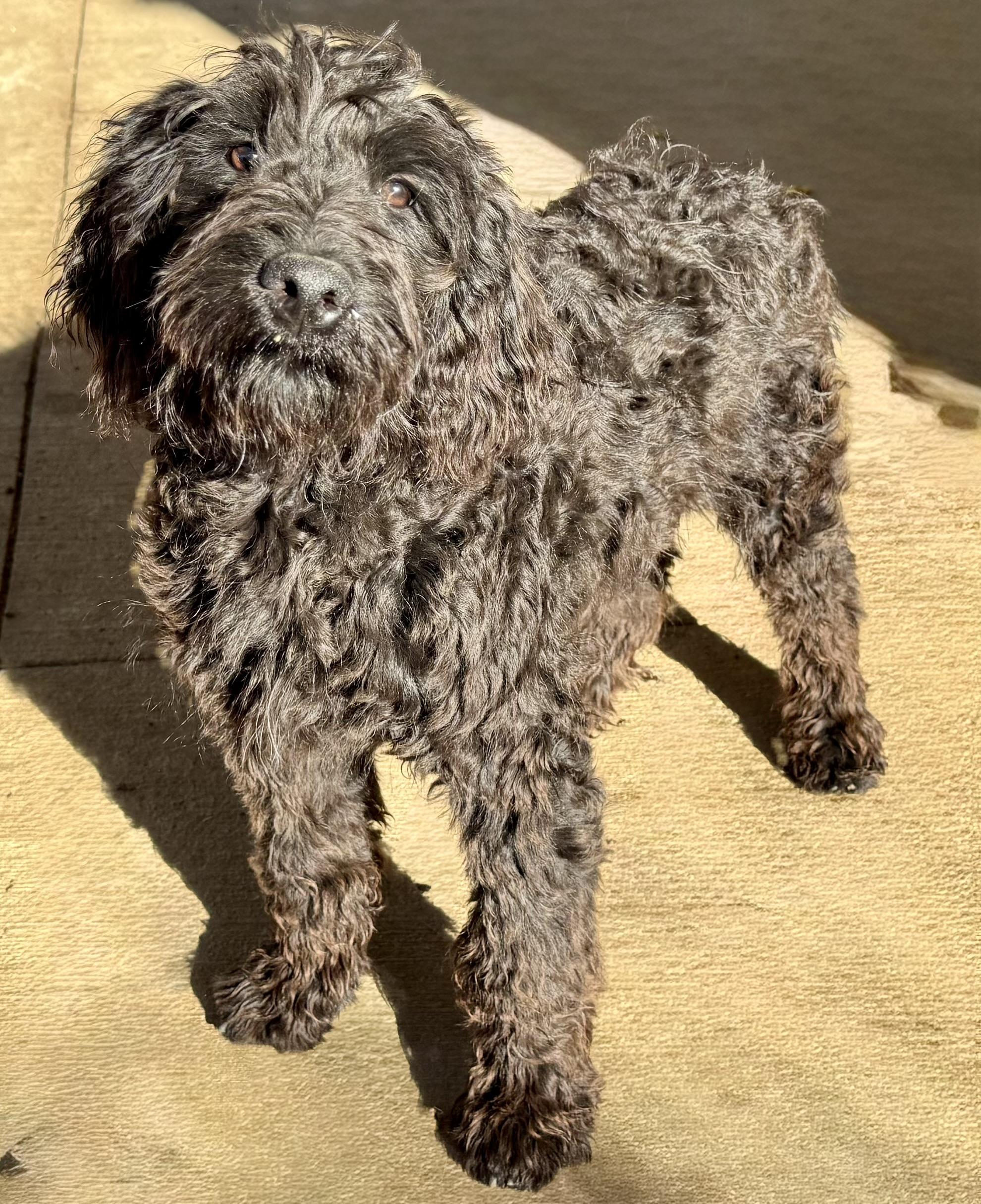 Nani, an adoptable Goldendoodle in ontario, CA, 91762 | Photo Image 4