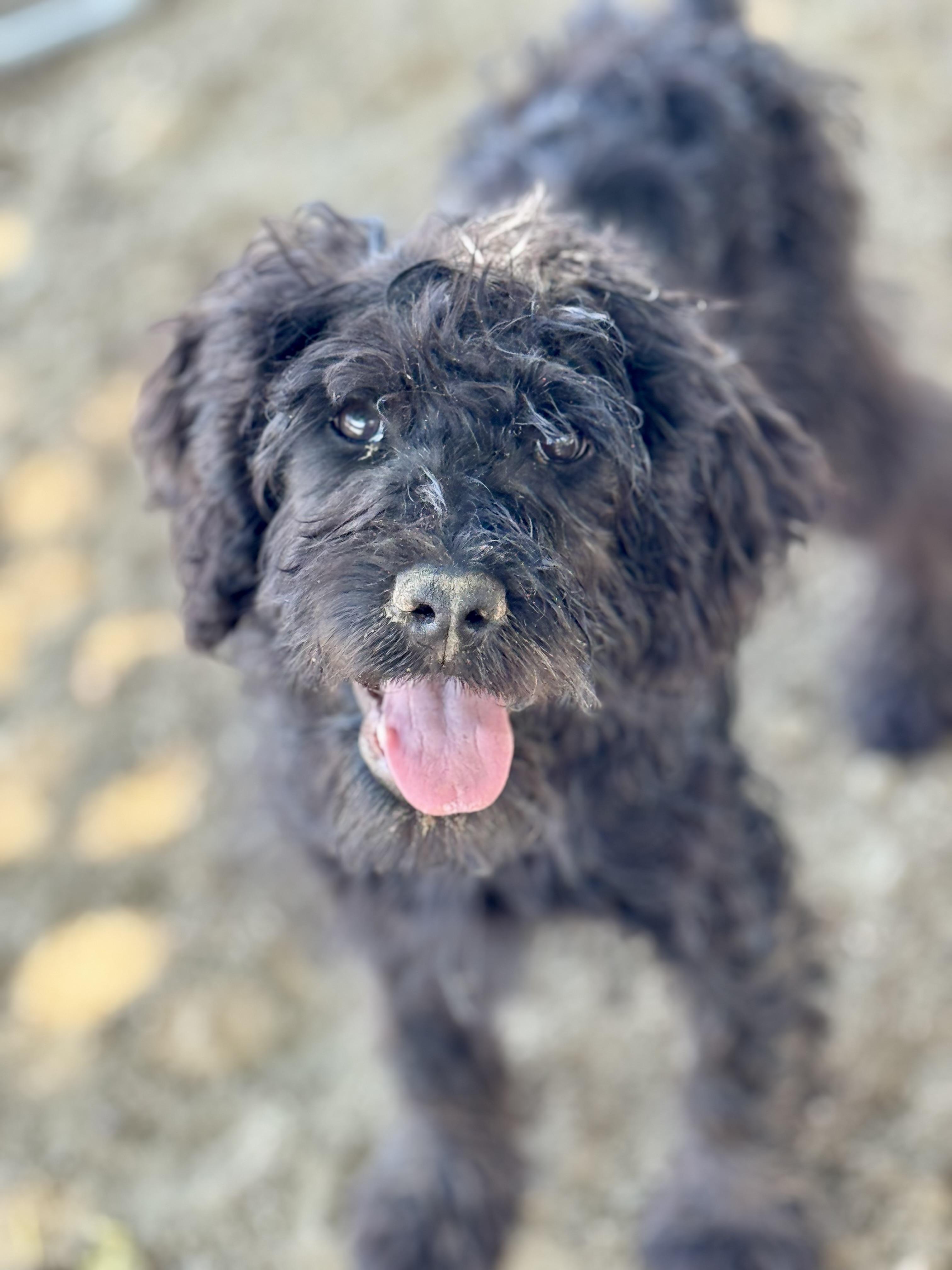 Nani, an adoptable Goldendoodle in ontario, CA, 91762 | Photo Image 1