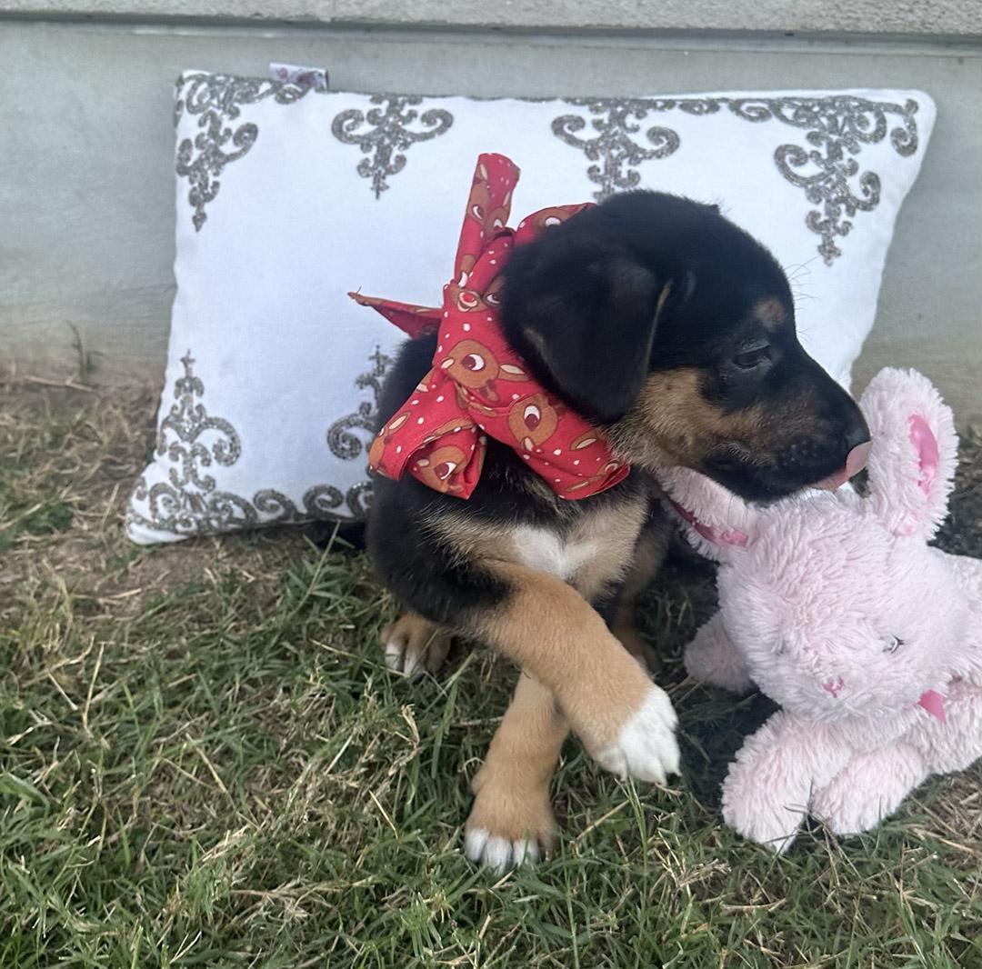 Shiner and Sisters, adopted, Puppy Female German Shepherd Dog.