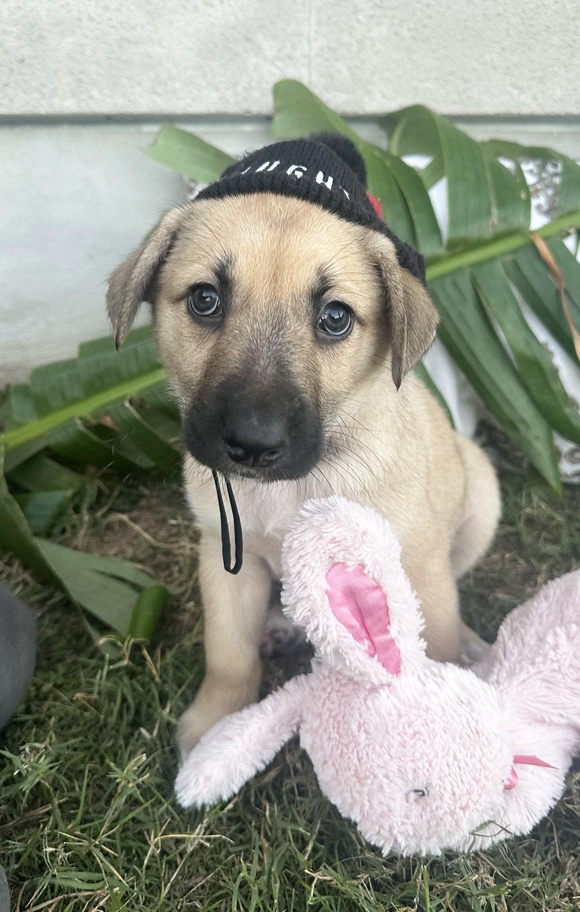 Enlarge Shiner and Sisters, an adopted mixed breed in Dallas, TX image 2/5
