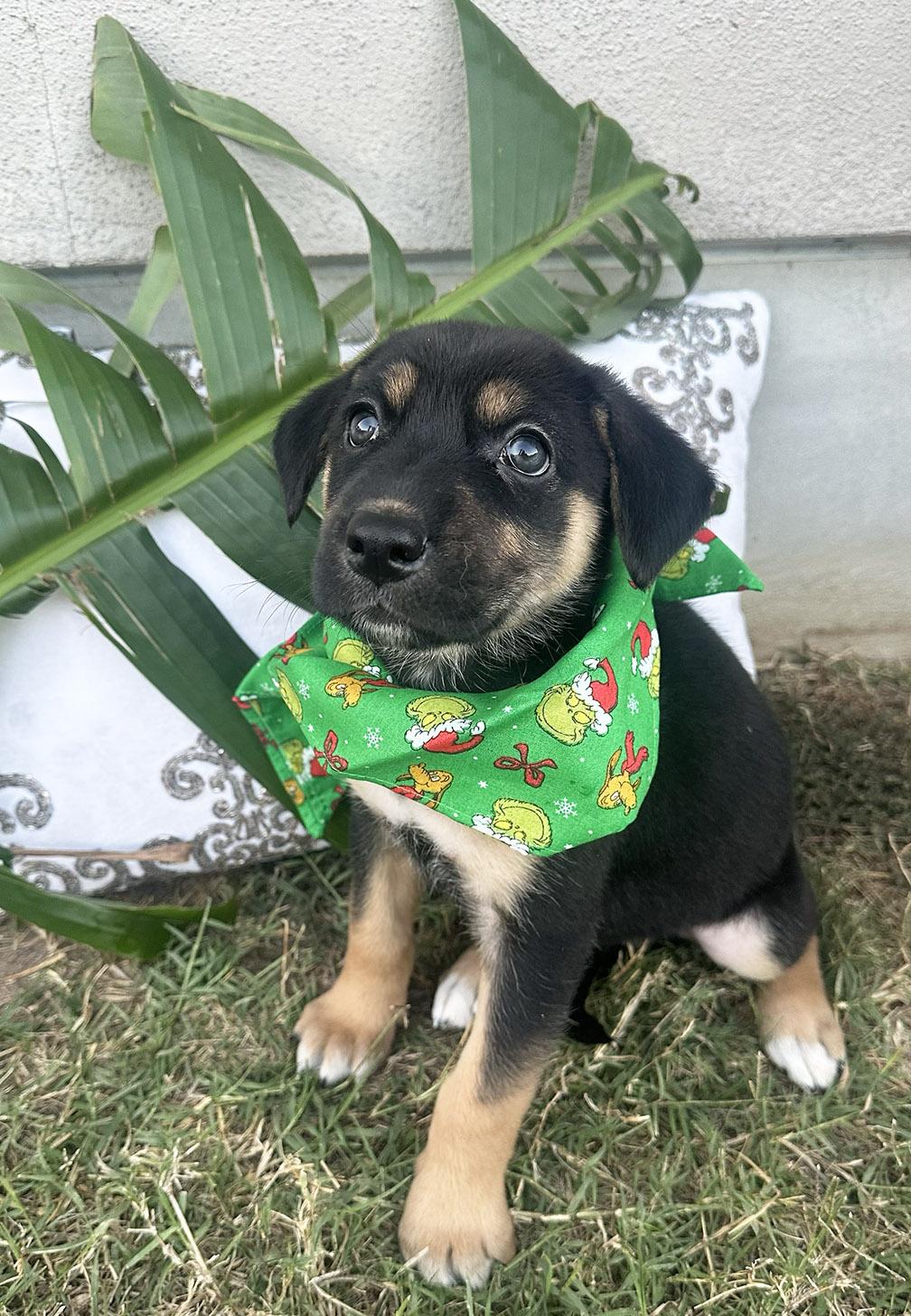 Enlarge Shiner and Sisters, an adopted mixed breed in Dallas, TX image 3/5