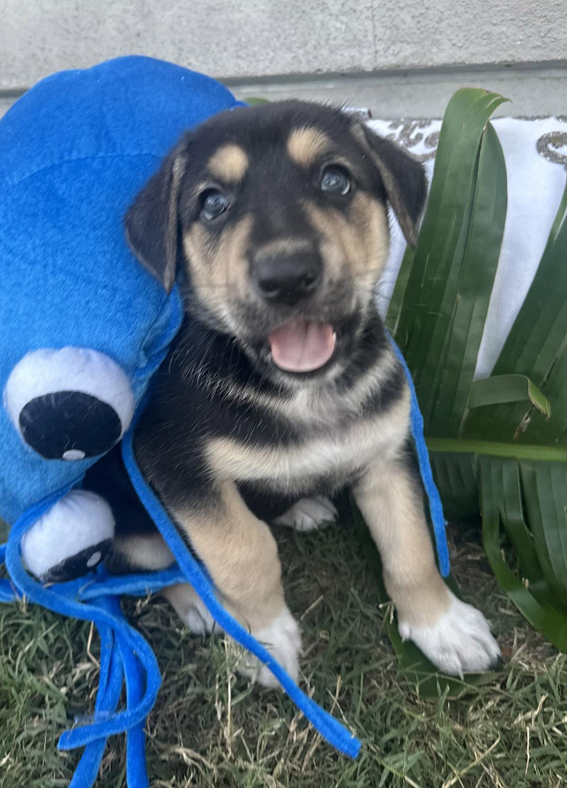 Shiner and Sisters, adopted, Puppy Female German Shepherd Dog.