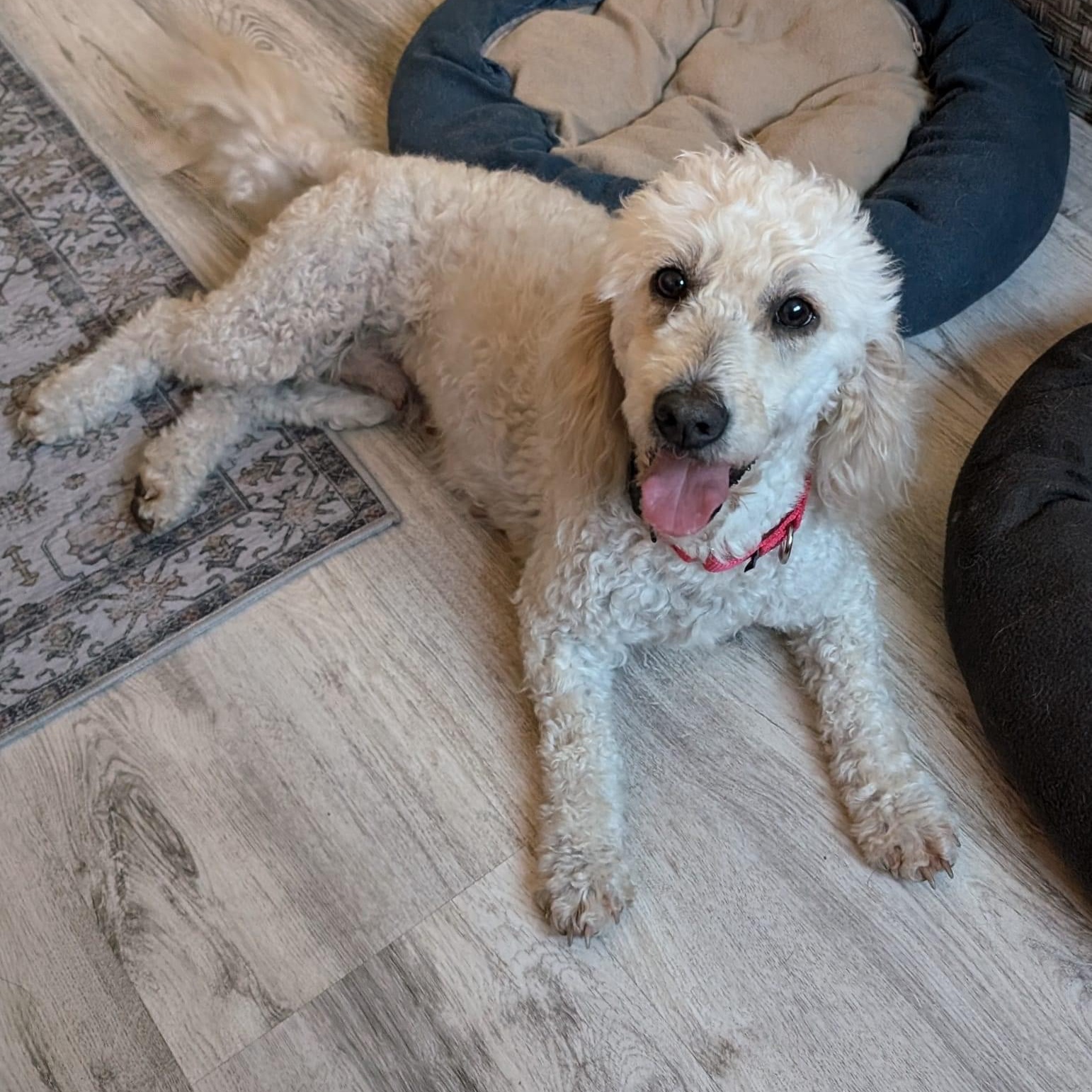 Enlarge Tina, an adoptable Goldendoodle in Orland Park, IL image 1/4