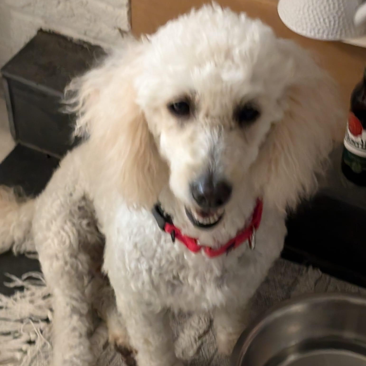 Enlarge Tina, an adoptable Goldendoodle in Orland Park, IL image 2/4