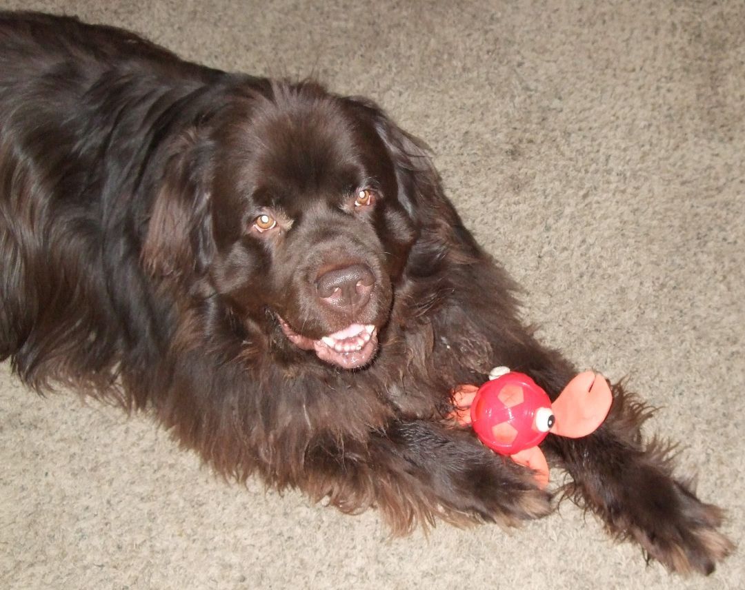 Moose, Adopted, Adult Male Newfoundland Dog.