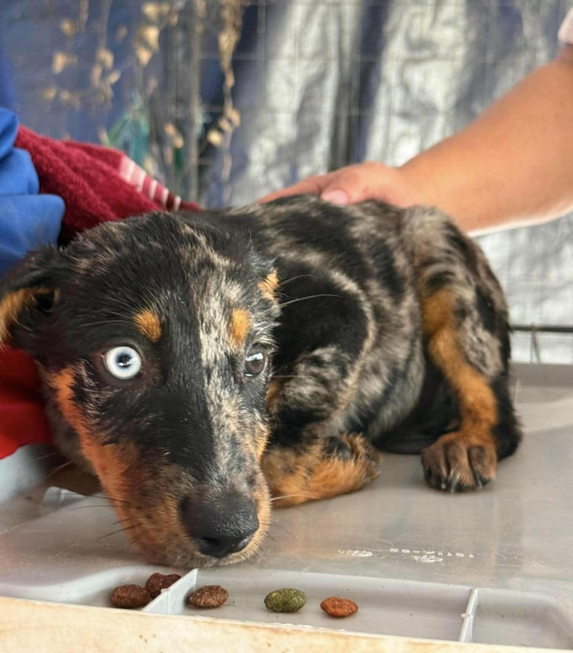Pebbles, ADOPTABLE, Puppy Female Australian Cattle Dog / Blue Heeler.