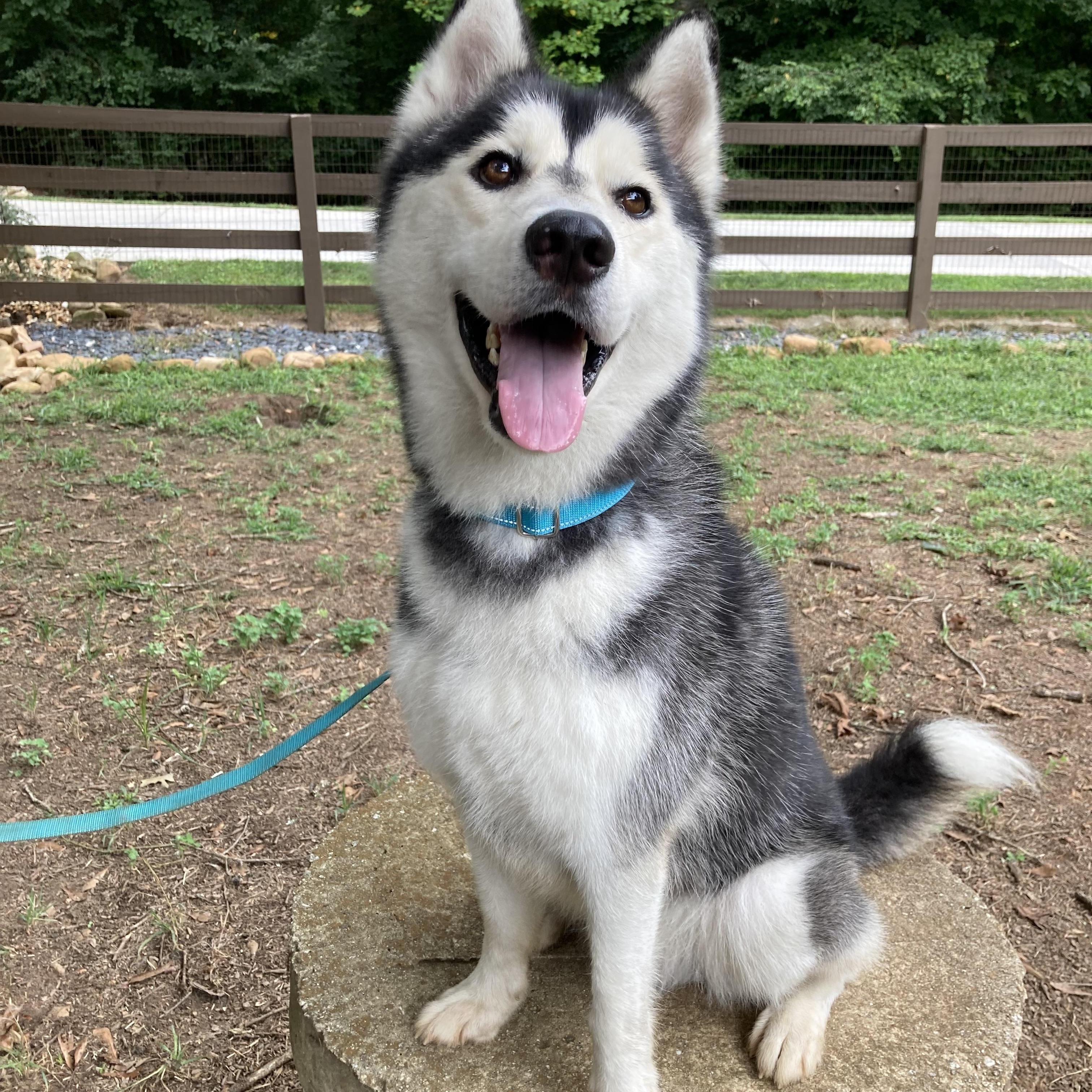 Nighthawk, Adoptable, Adult Male Siberian Husky.