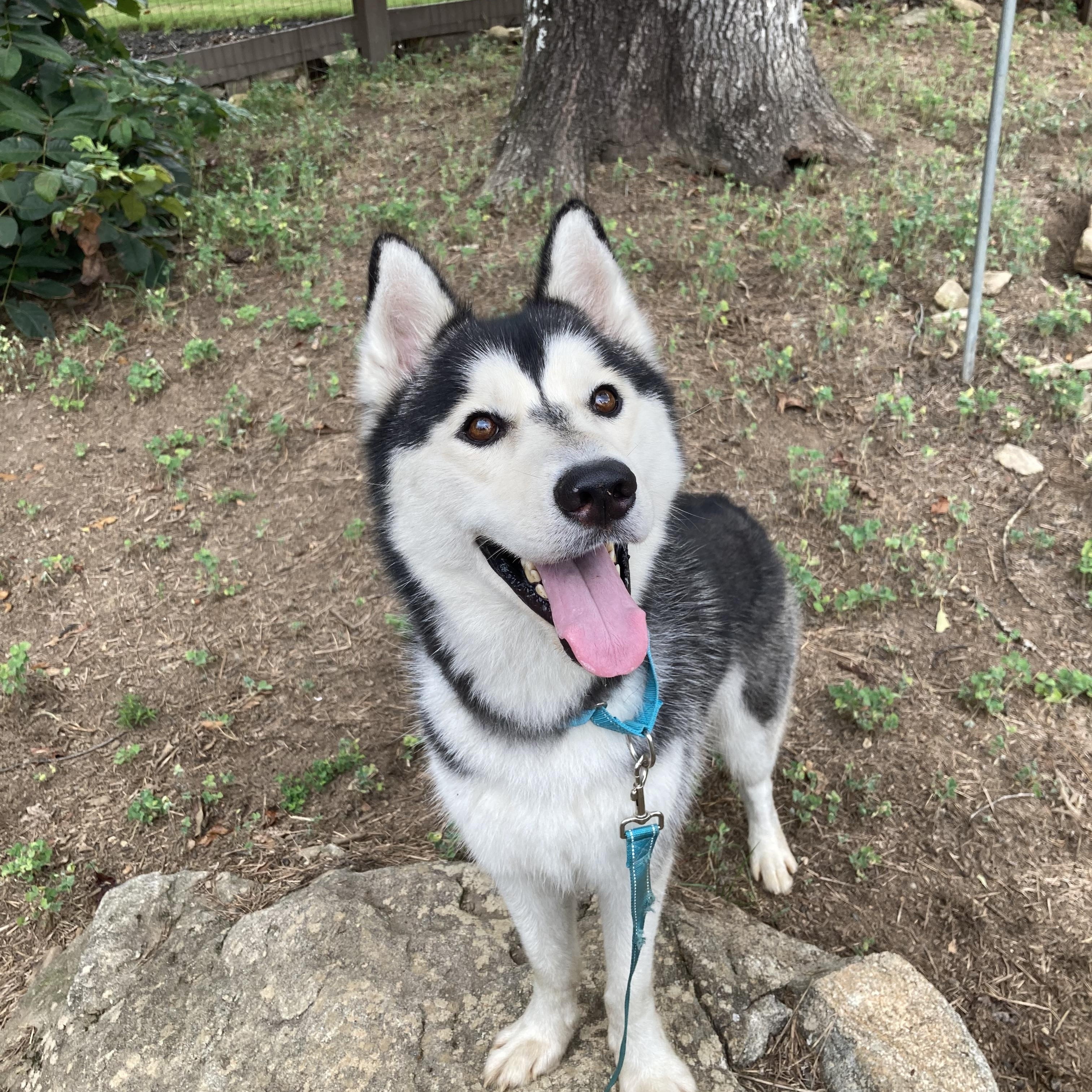 Nighthawk, a Adoptable Siberian Husky in Cumming, GA image 2/4