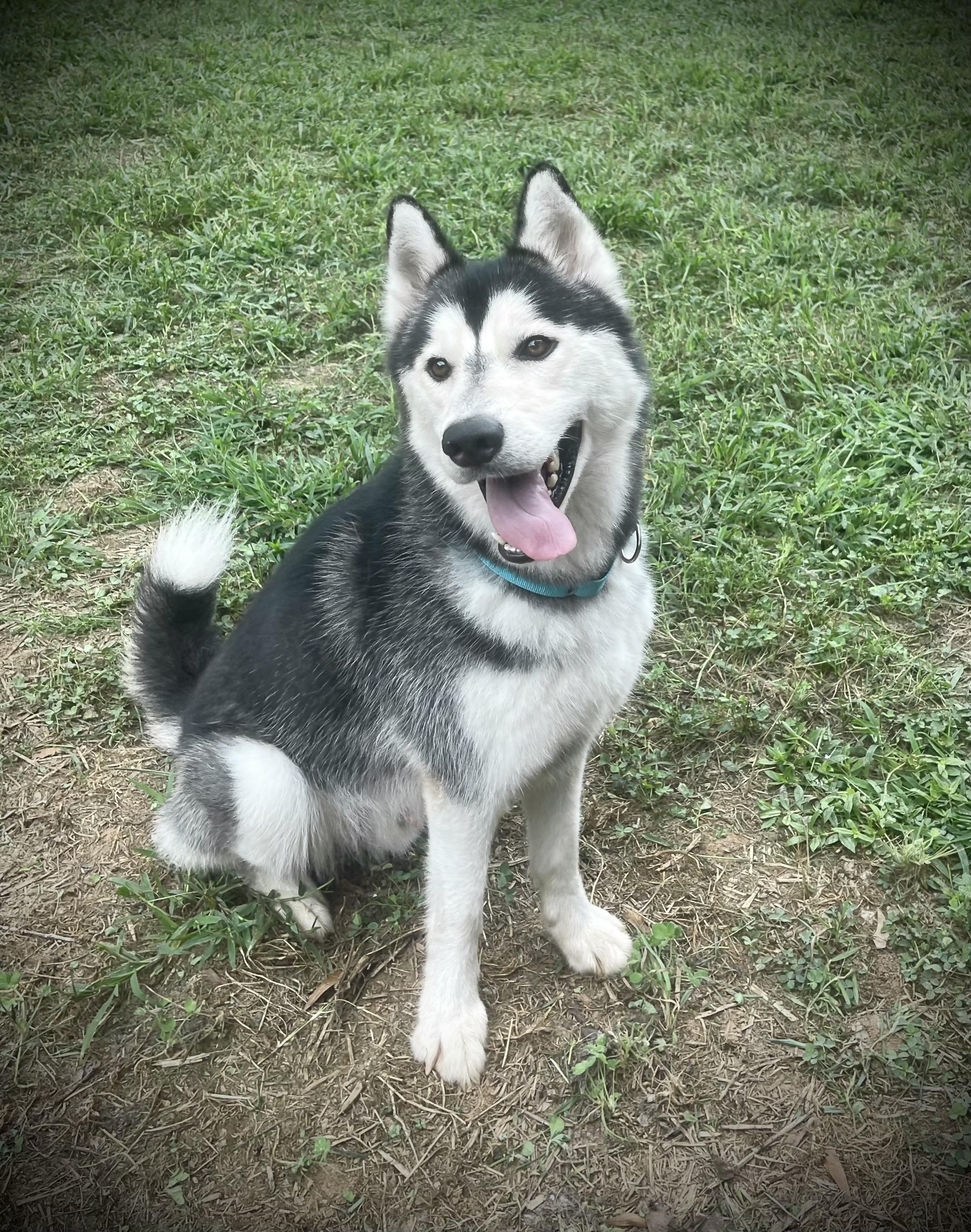 Nighthawk, a Adoptable Siberian Husky in Cumming, GA image 3/4