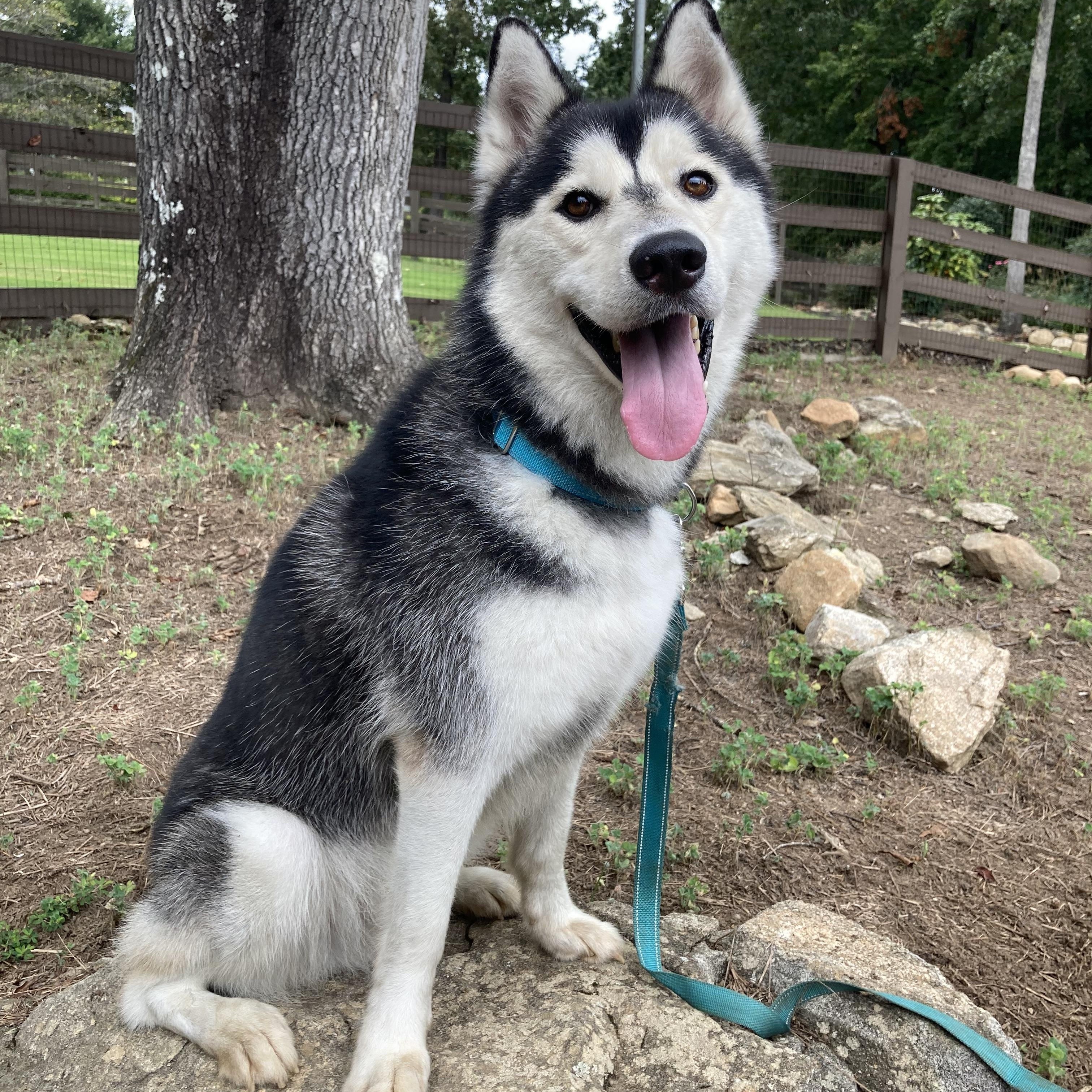 Nighthawk, a Adoptable Siberian Husky in Cumming, GA image 4/4