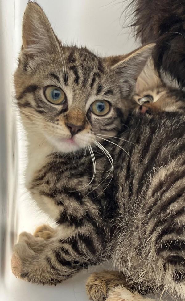 Enlarge Parmesan, a Adoptable mixed breed in Staten Island, NY image 1/1