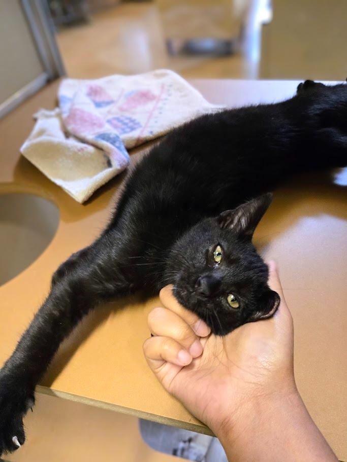 Tickles, Adoptable, Young Male Domestic Short Hair.