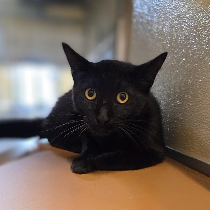 Tickles, a Adoptable Domestic Short Hair in Douglasville, GA image 2/3
