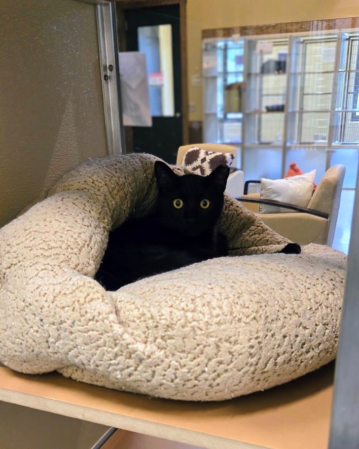 Tickles, a Adoptable Domestic Short Hair in Douglasville, GA image 3/3