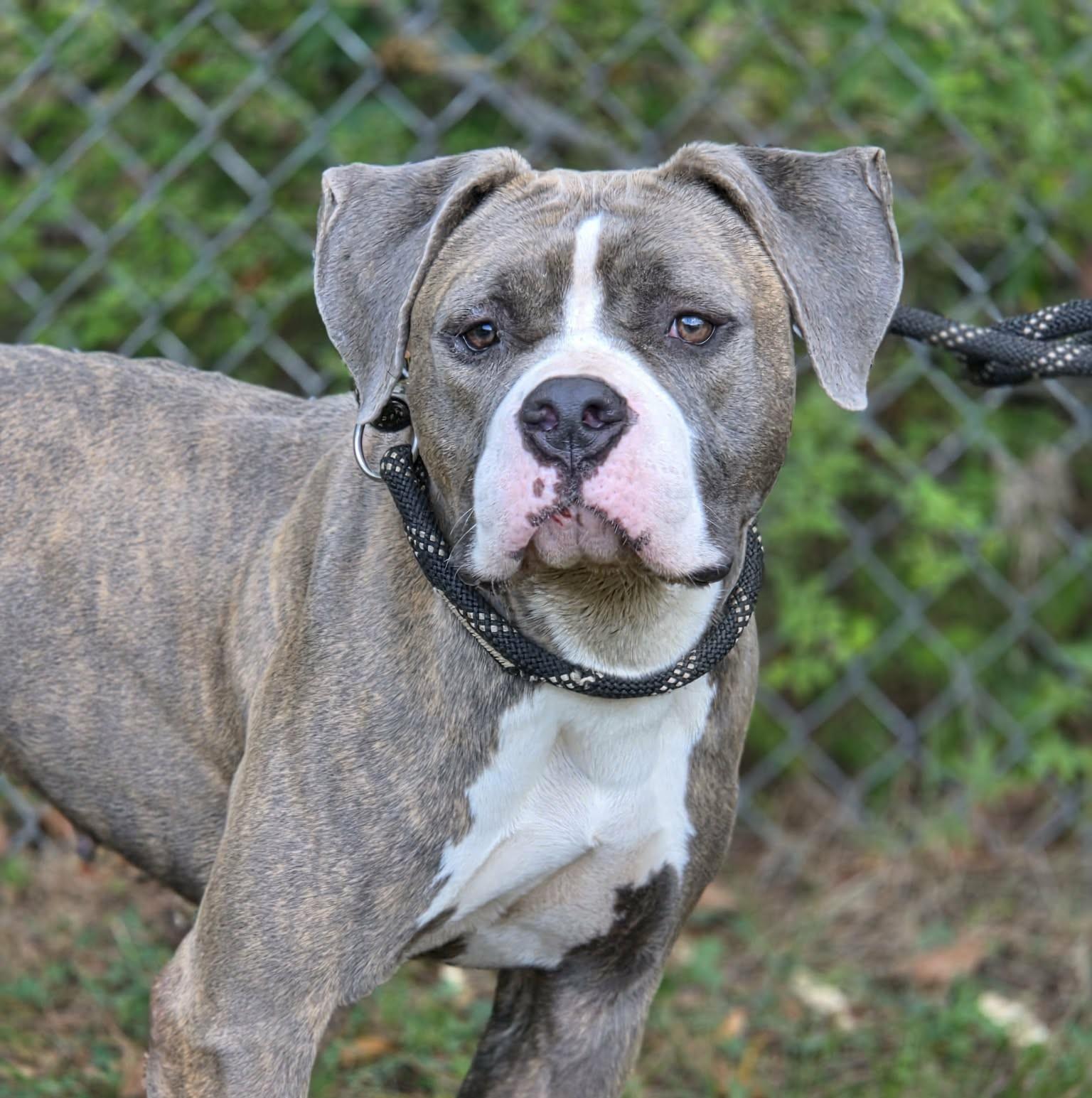 Enlarge Sapphire, a Adopted mixed breed in Anniston, AL image 4/4