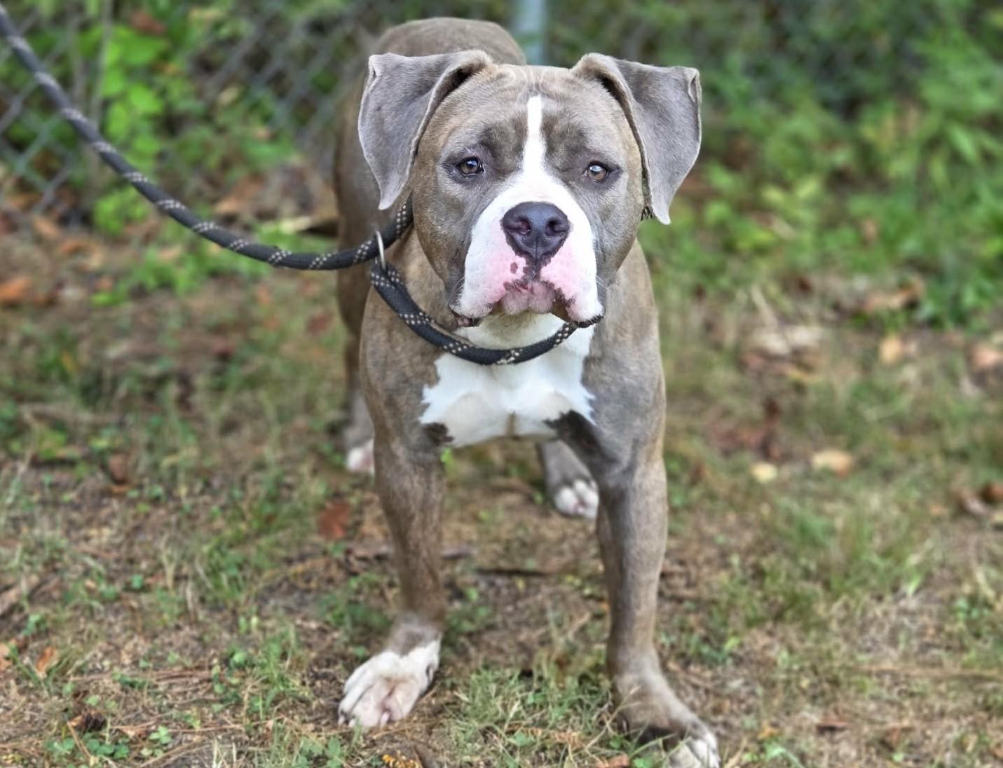 Enlarge Sapphire, a Adopted mixed breed in Anniston, AL image 3/4