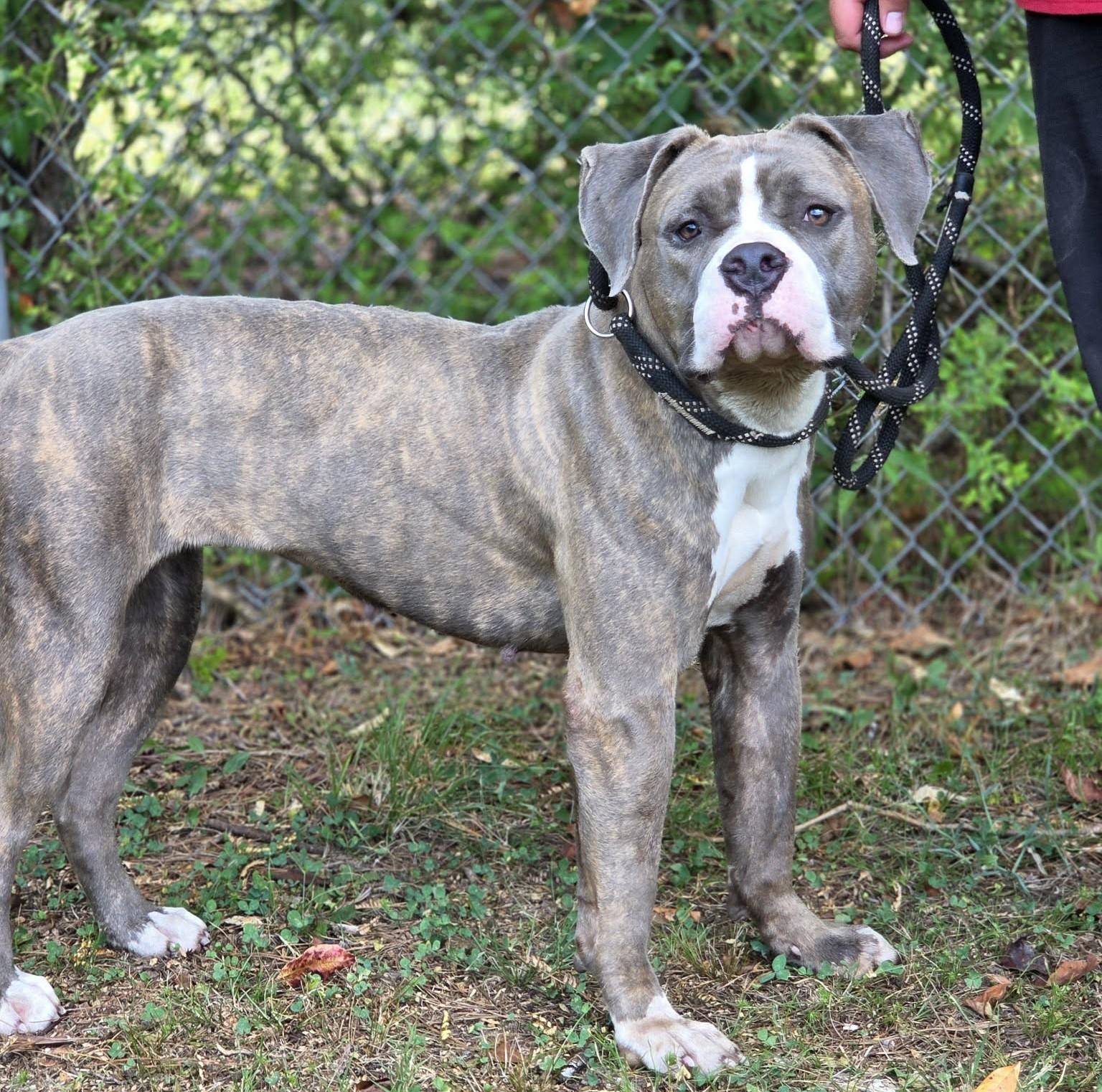 Enlarge Sapphire, a Adopted mixed breed in Anniston, AL image 2/4