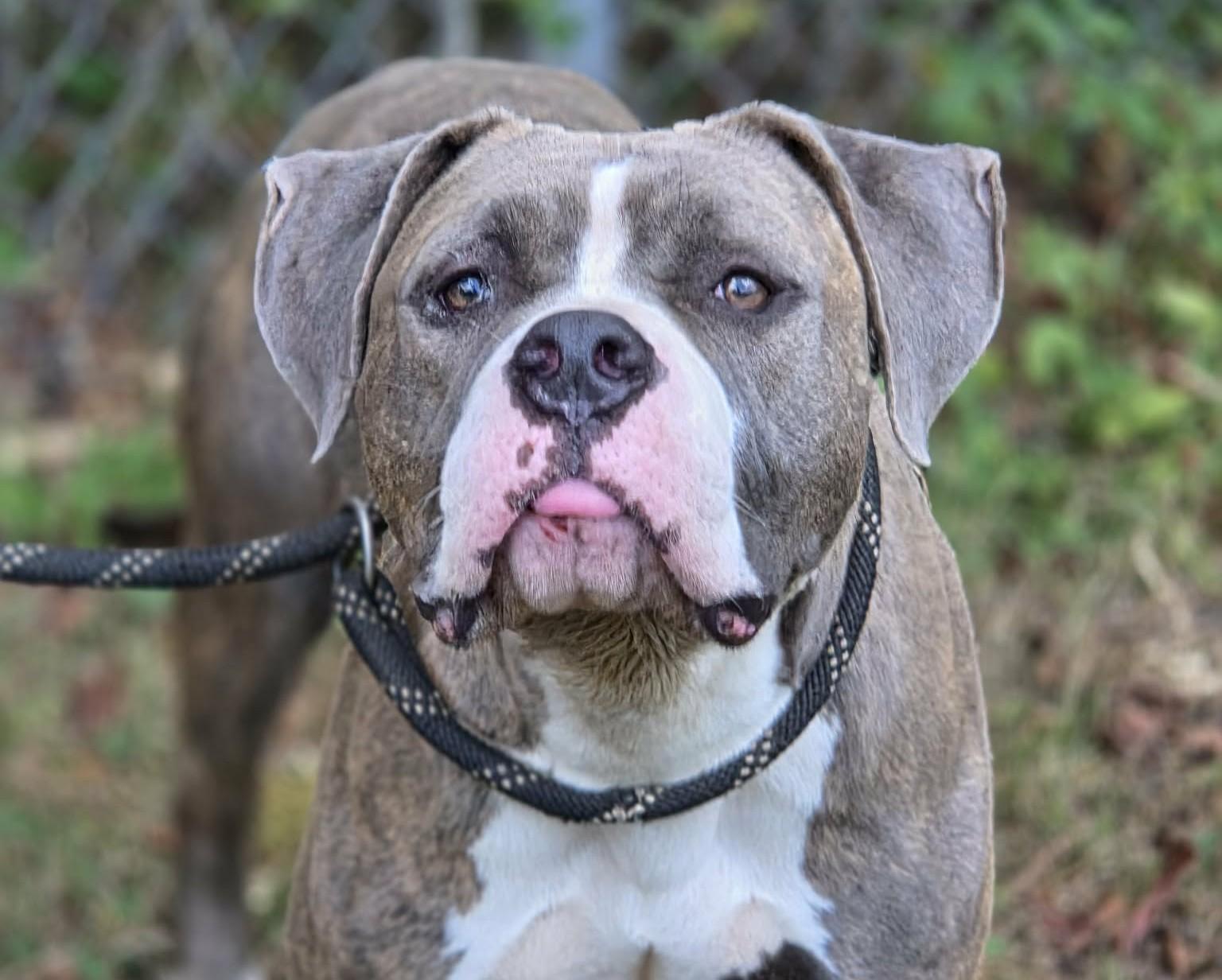 Sapphire, Adopted, Adult Female Pit Bull Terrier & Mixed Breed.