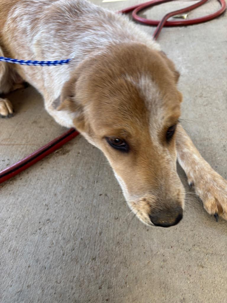 MIMI, Adoptable, Adult Female Australian Cattle Dog / Blue Heeler.