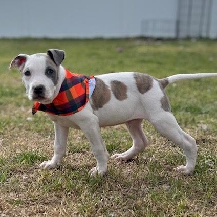Enlarge Barry, an adopted mixed breed in Ayden, NC image 4/6