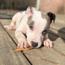 Enlarge Barry, an adopted mixed breed in Ayden, NC image 3/6