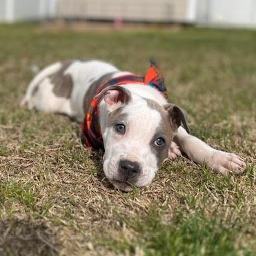 Barry, adopted, Puppy Male Pit Bull Terrier.