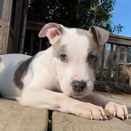 Enlarge Barry, an adopted mixed breed in Ayden, NC image 2/6