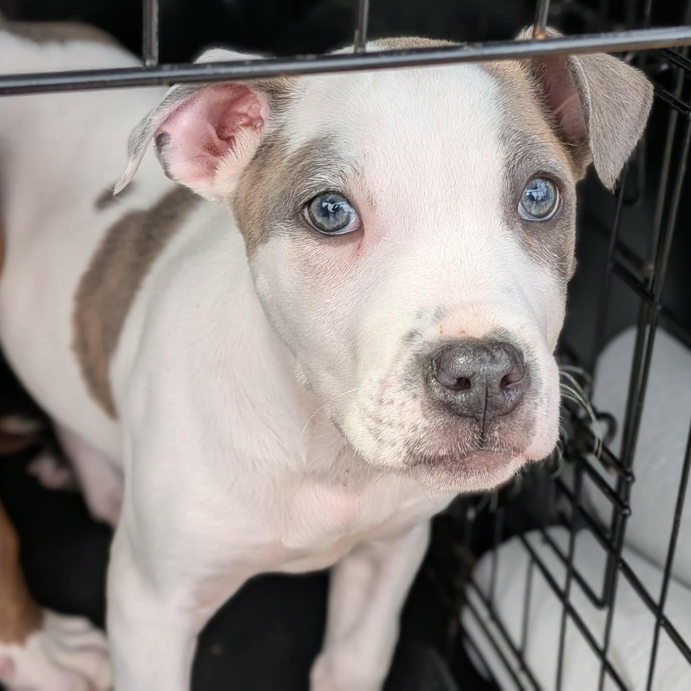 Enlarge Barry, an adopted mixed breed in Ayden, NC image 6/6