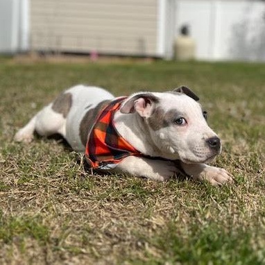 Enlarge Barry, an adopted mixed breed in Ayden, NC image 5/6