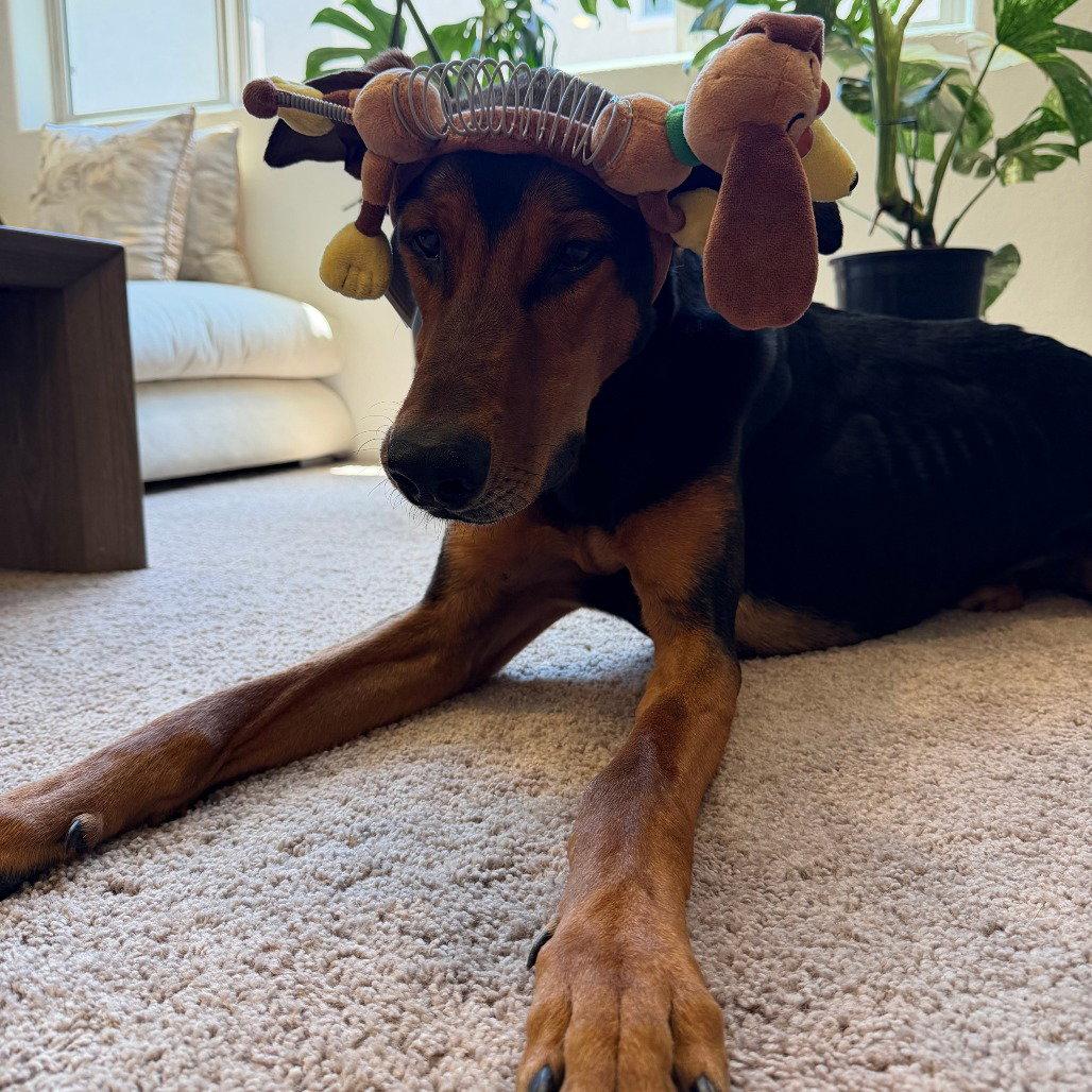 Enlarge JAX #3, a Adoptable Doberman Pinscher in Chandler, AZ image 1/3