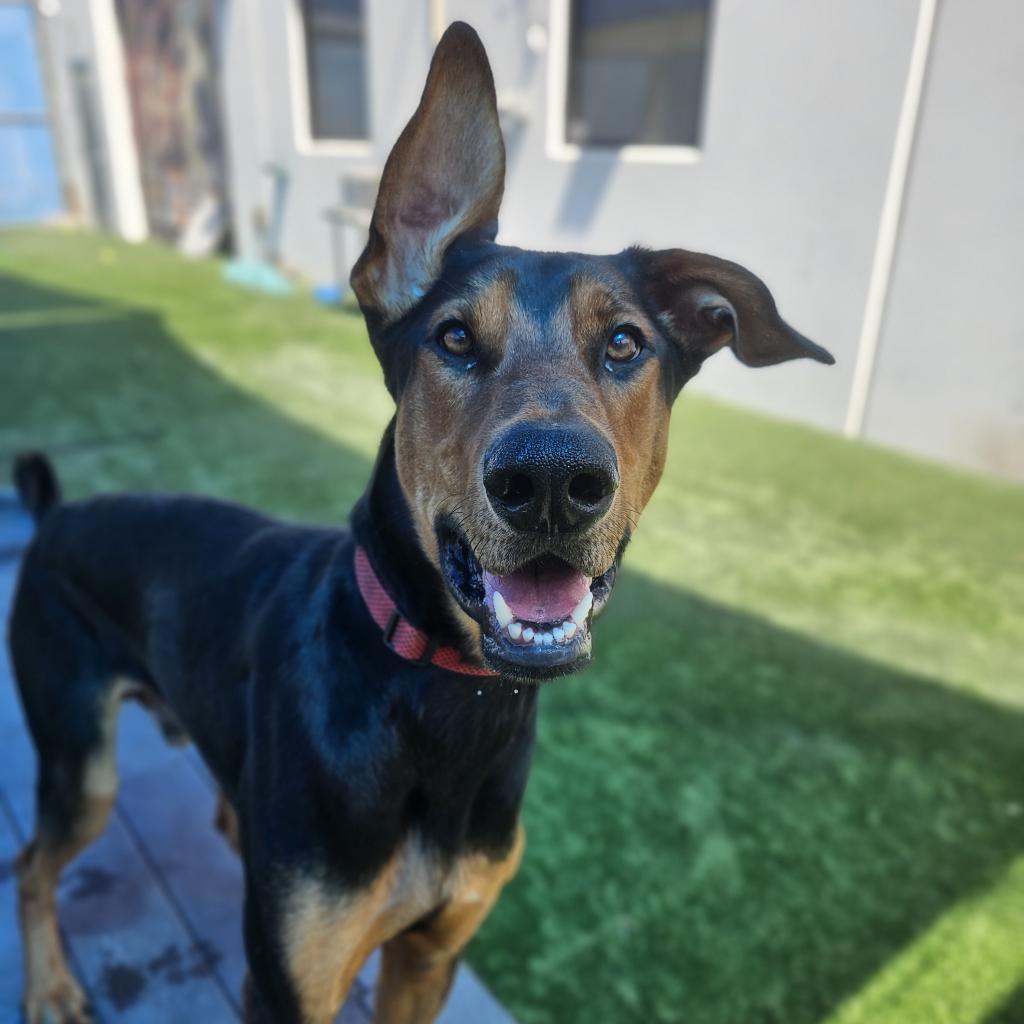Enlarge JAX #3, a Adoptable Doberman Pinscher in Chandler, AZ image 2/3