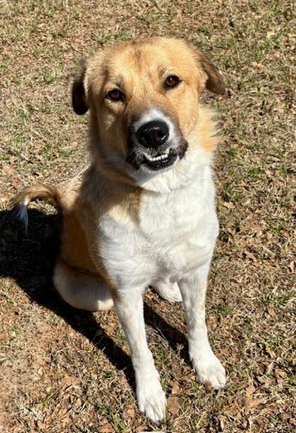 Enlarge Ma, a ADOPTABLE mixed breed in Saratoga Springs, NY image 1/3