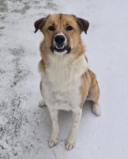 Enlarge Ma, a ADOPTABLE mixed breed in Saratoga Springs, NY image 3/3