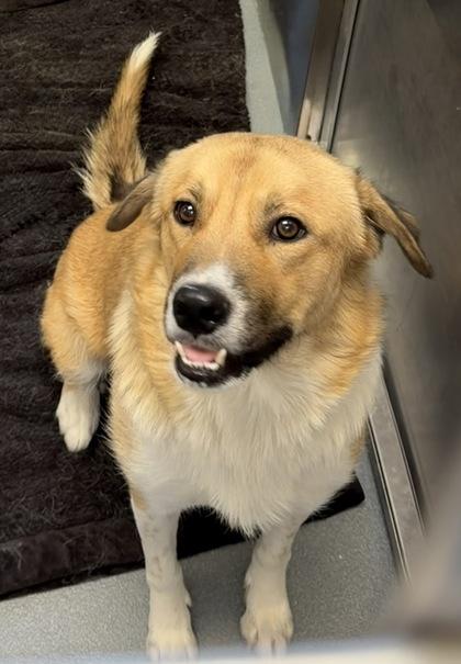 Enlarge Ma, a ADOPTABLE mixed breed in Saratoga Springs, NY image 2/3