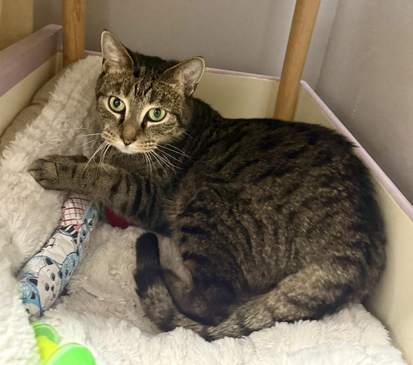 Peter Pan, Adoptable, Adult Male Domestic Short Hair.