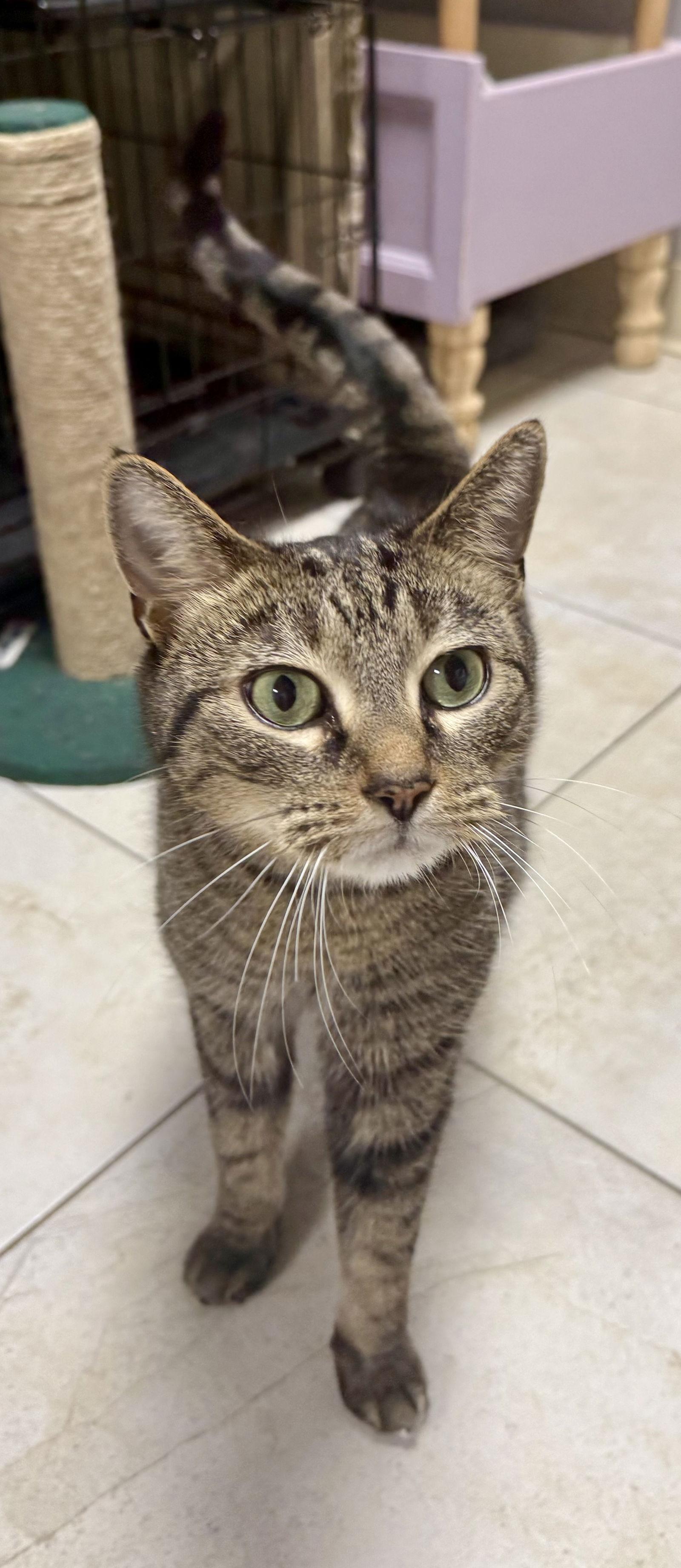 Enlarge Peter Pan, a Adoptable Domestic Short Hair in Satellite Beach, FL image 2/3