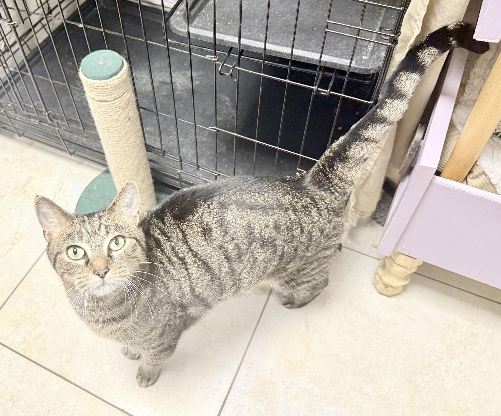 Enlarge Peter Pan, a Adoptable Domestic Short Hair in Satellite Beach, FL image 3/3