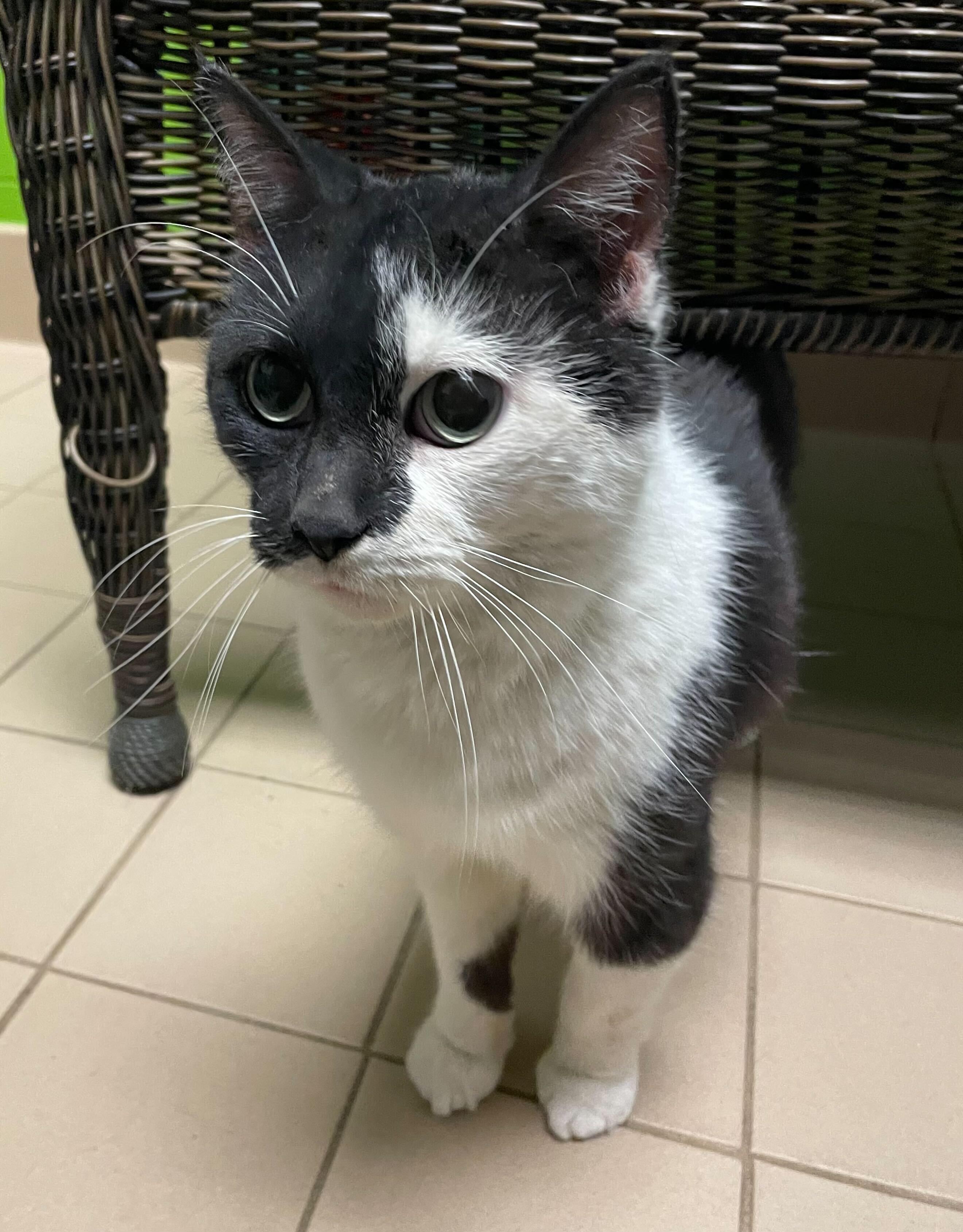 Enlarge Gretta, a ADOPTABLE Domestic Short Hair in Jackson, MI image 2/5