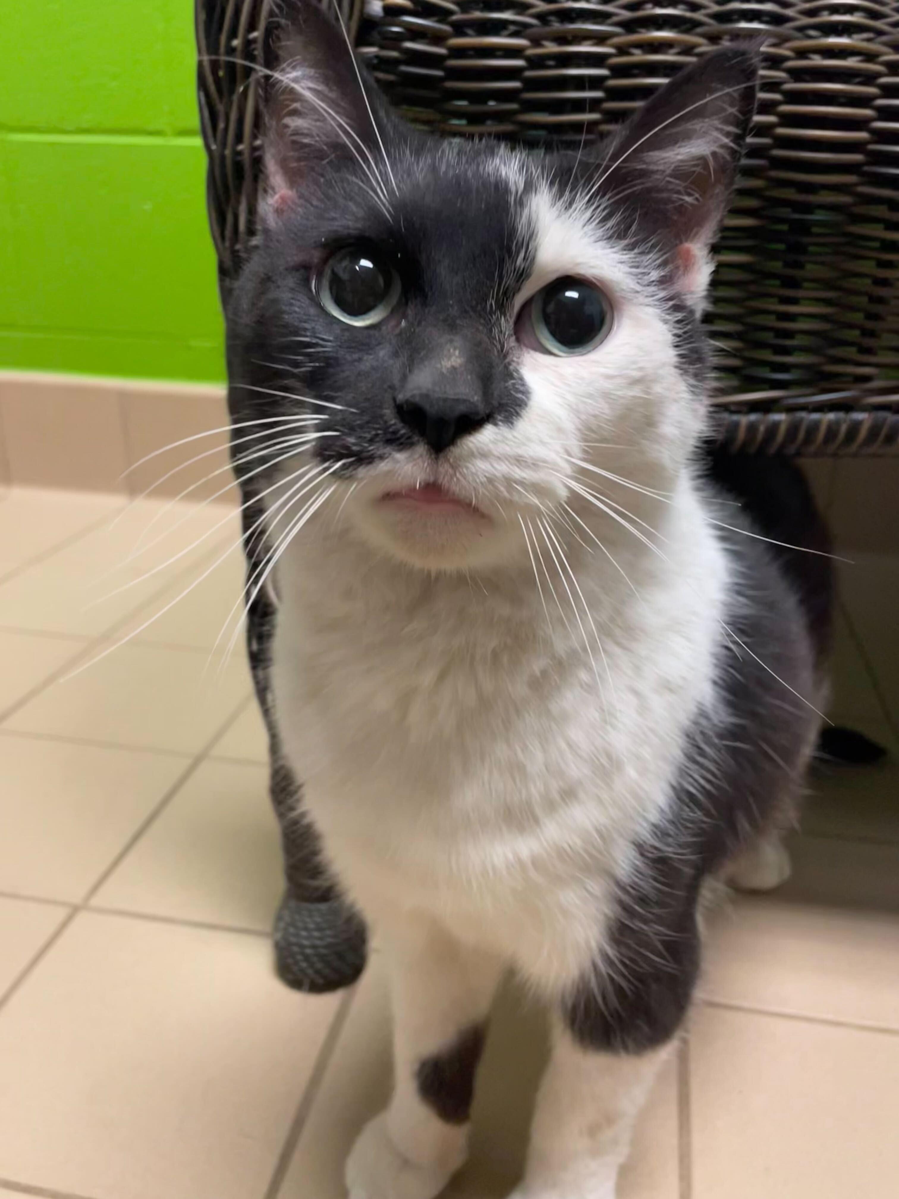 Enlarge Gretta, a ADOPTABLE Domestic Short Hair in Jackson, MI image 5/5