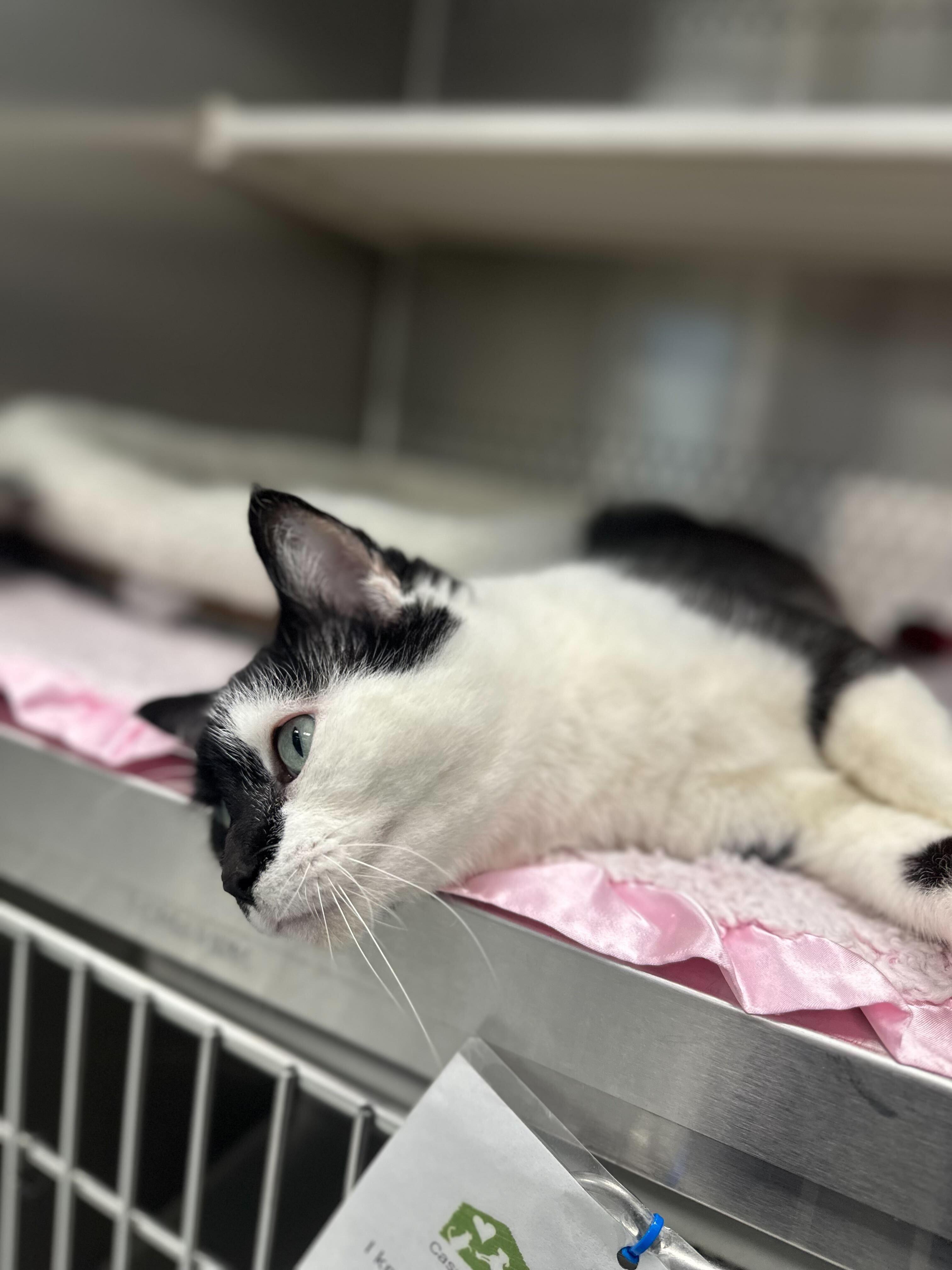 Gretta, an adopted Domestic Short Hair in Jackson, MI image 4/5