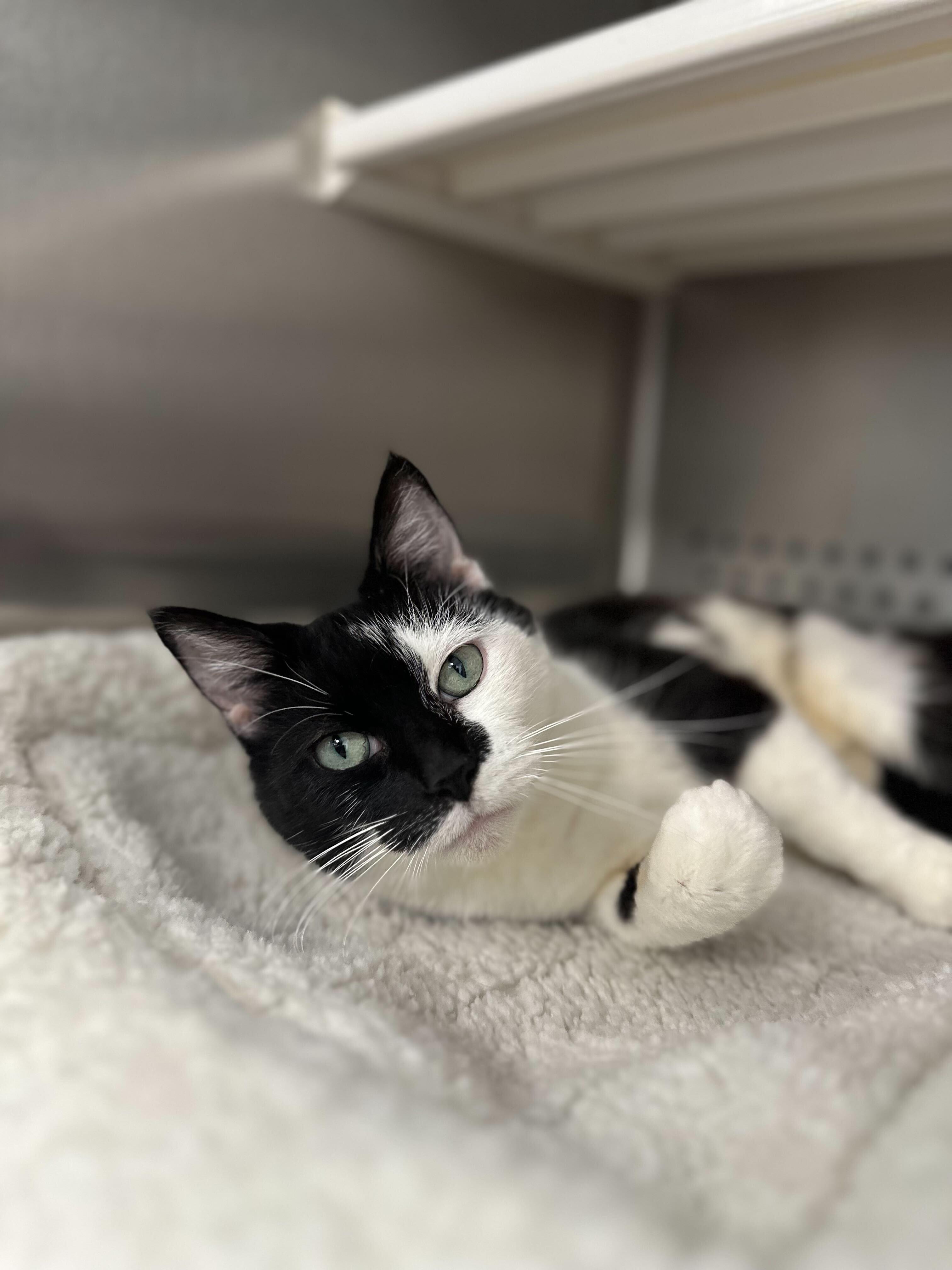 Gretta, an adopted Domestic Short Hair in Jackson, MI image 1/5