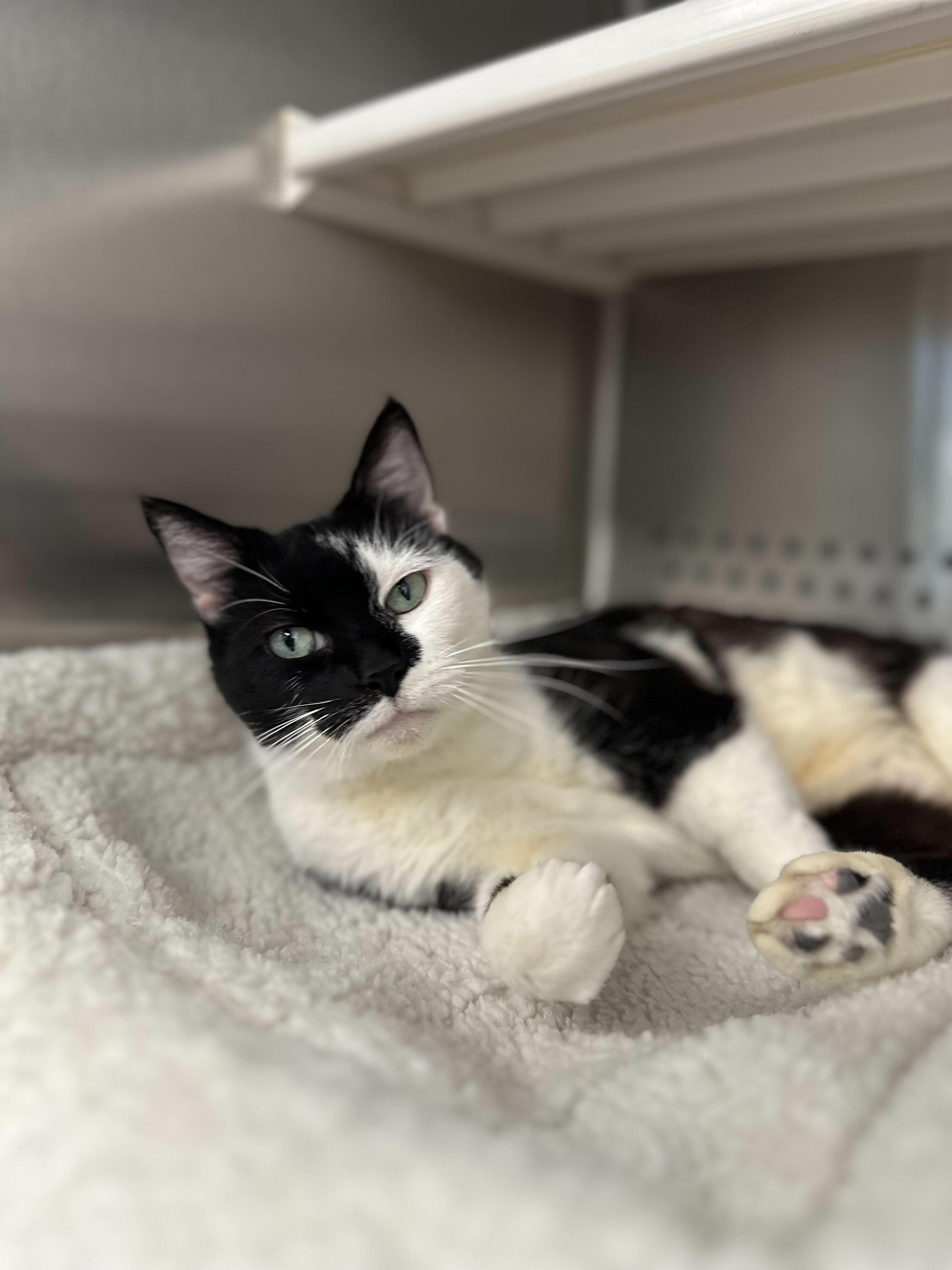 Gretta, an adopted Domestic Short Hair in Jackson, MI image 2/5