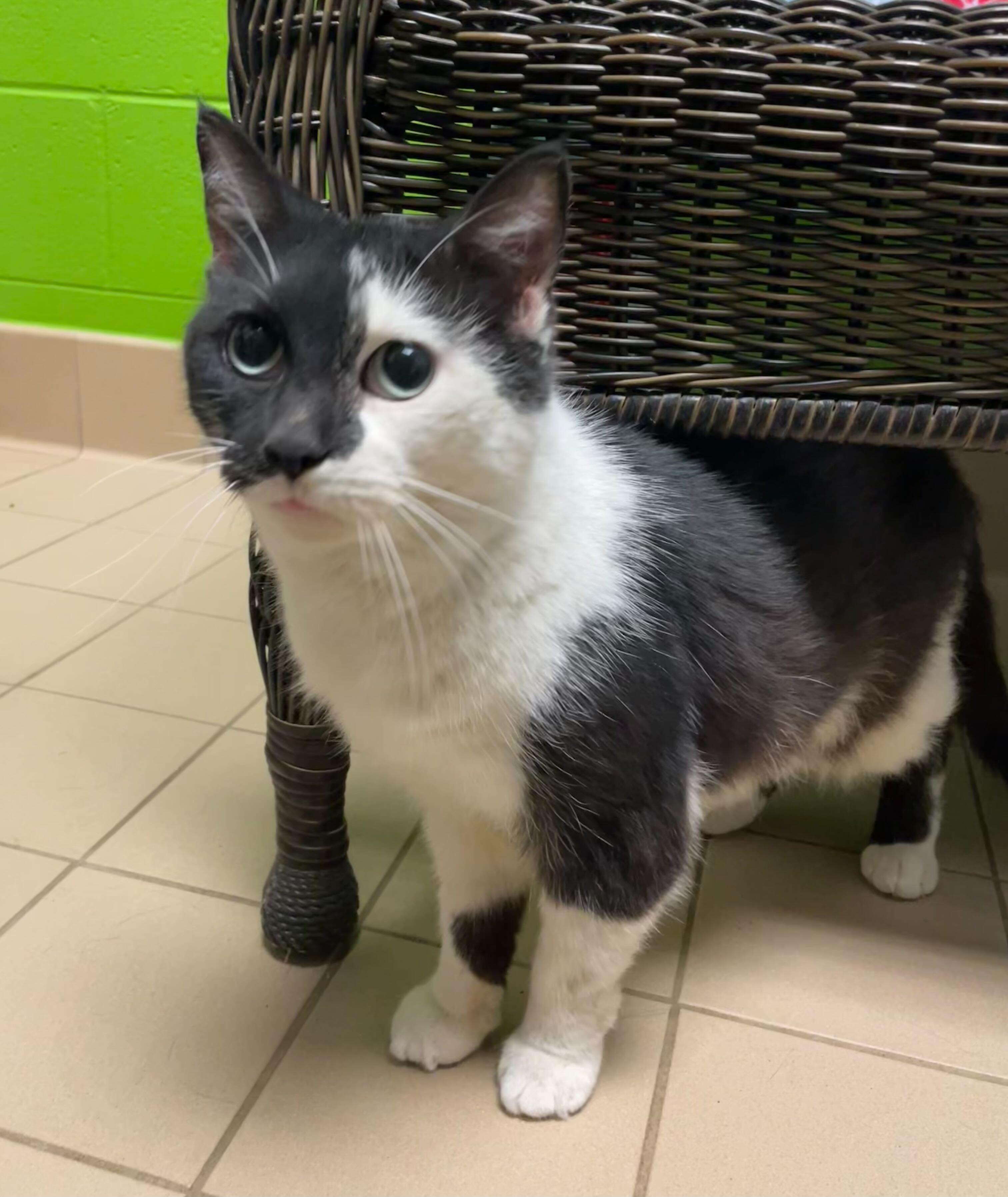 Enlarge Gretta, a ADOPTABLE Domestic Short Hair in Jackson, MI image 3/5