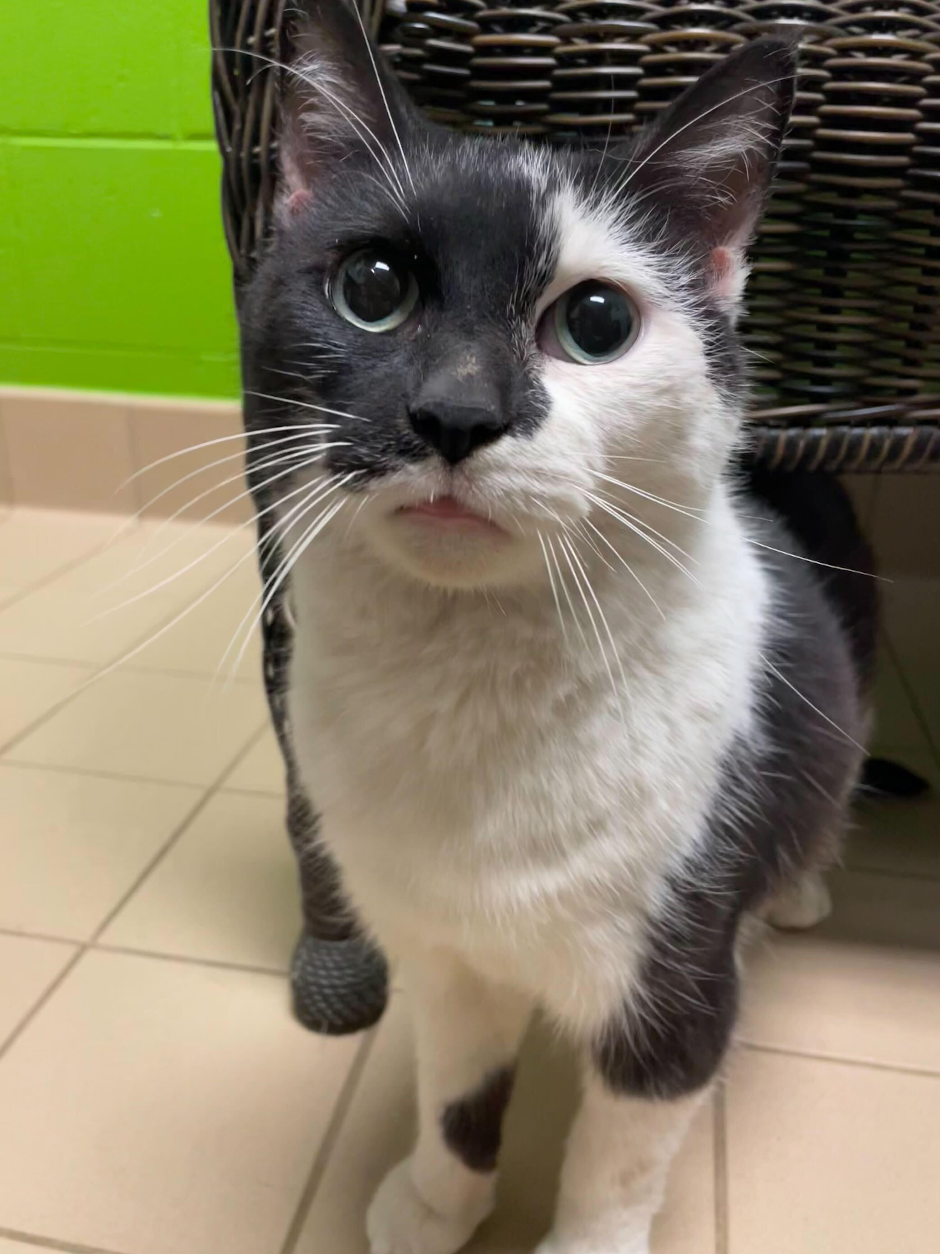 Enlarge Gretta, a ADOPTABLE Domestic Short Hair in Jackson, MI image 1/5