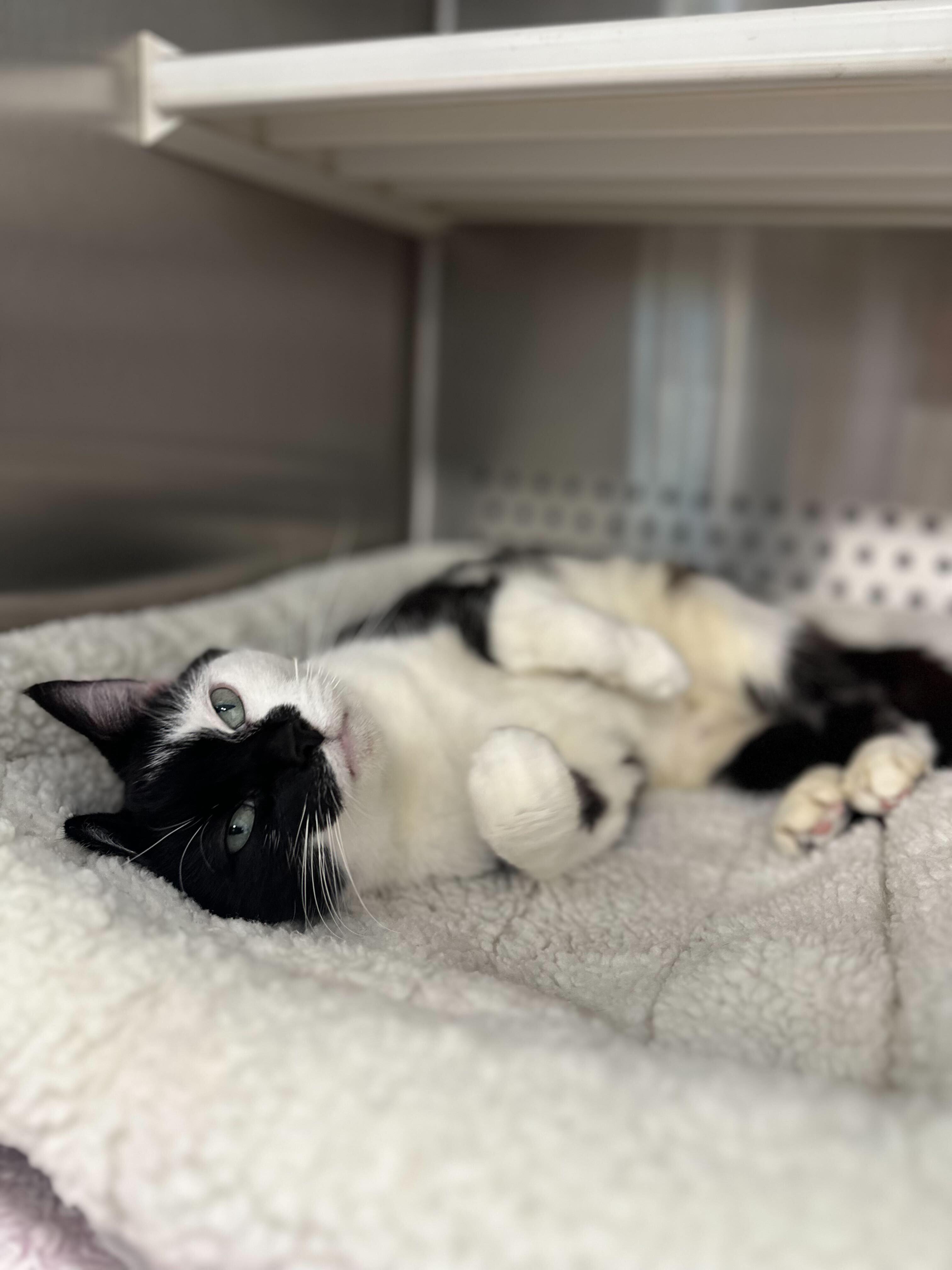 Gretta, an adopted Domestic Short Hair in Jackson, MI image 3/5