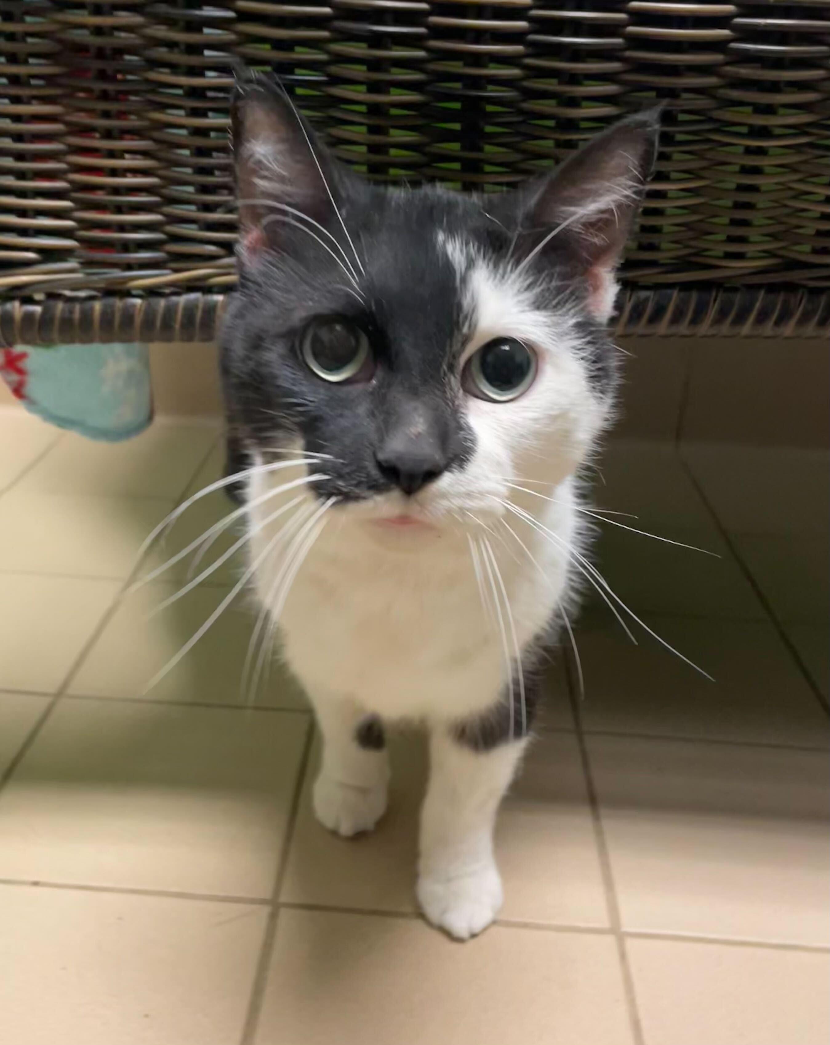 Gretta, an adopted Domestic Short Hair in Jackson, MI image 5/5