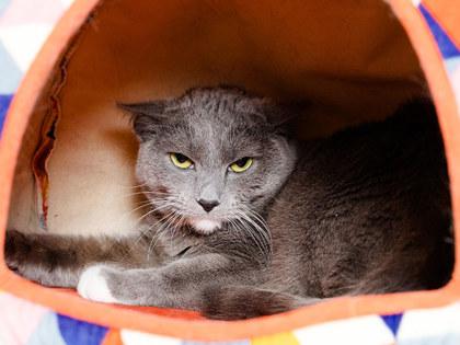Barn Cat Montana, Adoptable, Young Female Domestic Short Hair & Domestic Short Hair.