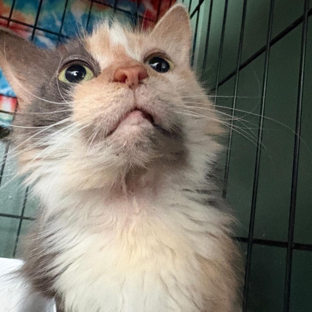 Paisley, Adoptable, Senior Female Domestic Long Hair.