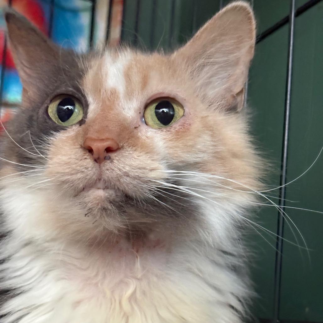 Enlarge Paisley, a Adoptable Domestic Long Hair in Johnstown, PA image 3/5