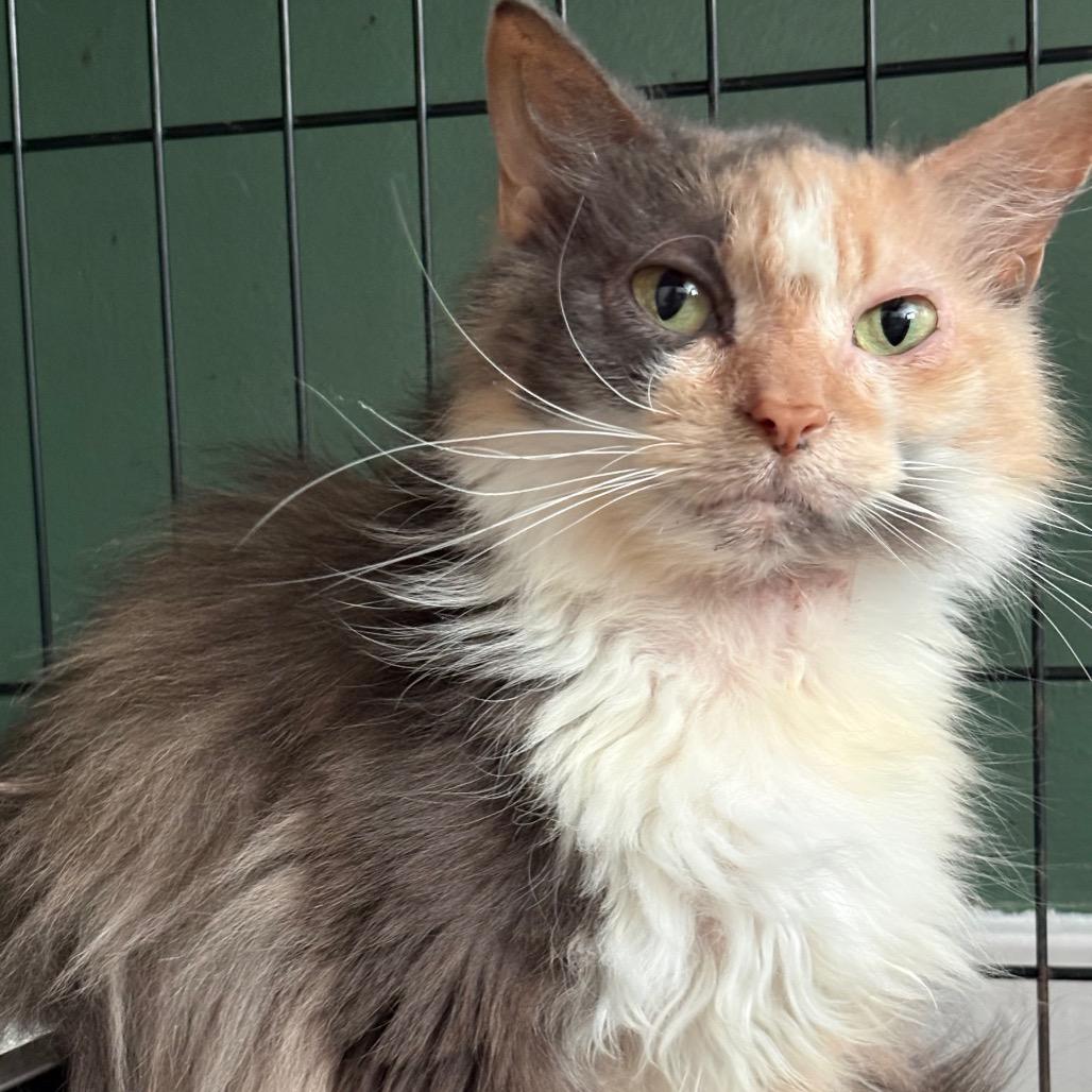 Enlarge Paisley, a Adoptable Domestic Long Hair in Johnstown, PA image 4/5